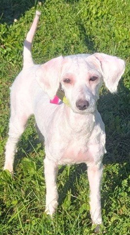MARNY - Poodle (Miniature) / Shih Tzu available for adoption
