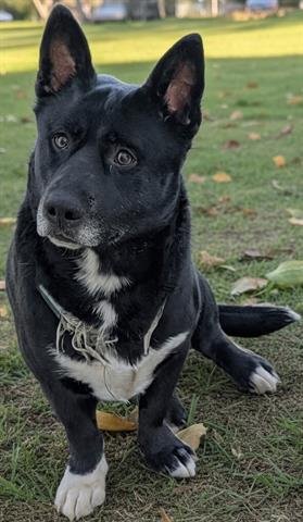 STOUT - Pembroke Welsh Corgi / Australian Cattle Dog/Blue Heeler available for adoption