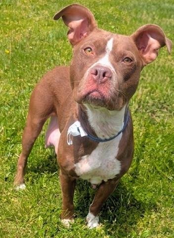 NOODLE - Pit Bull Terrier available for adoption