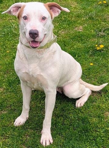 MARIGOLD - Pit Bull Terrier for adoption in Akron