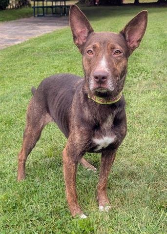BINDI - Australian Kelpie available for adoption