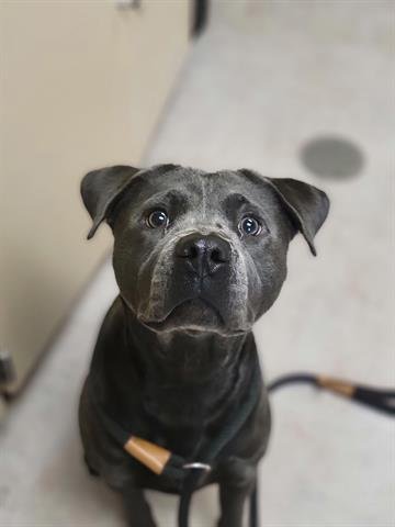 CECILIA - Pit Bull Terrier available for adoption