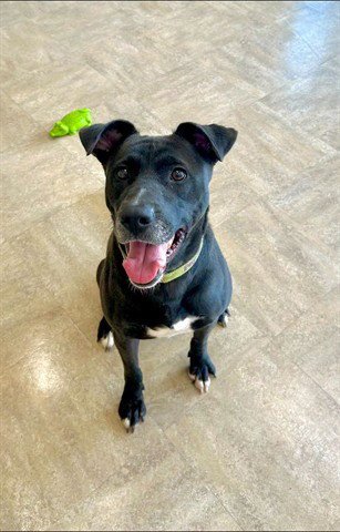 AUNT B - Labrador Retriever / Pit Bull Terrier available for adoption