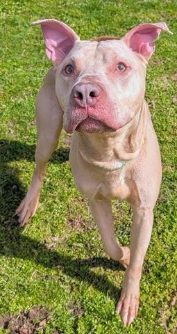 KHAKI - Pit Bull Terrier available for adoption