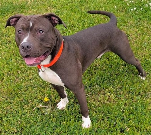 KYLE - Pit Bull Terrier available for adoption