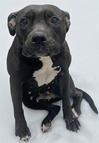 CHER - Pit Bull Terrier available for adoption