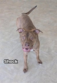 SHOCK - Photo 1