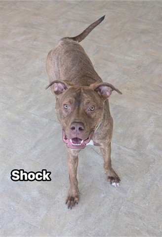 SHOCK - Mastiff / American Pit Bull Terrier available for adoption