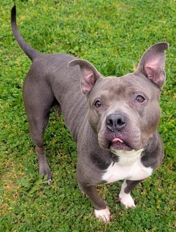 MINNIE - Staffordshire Bull Terrier available for adoption