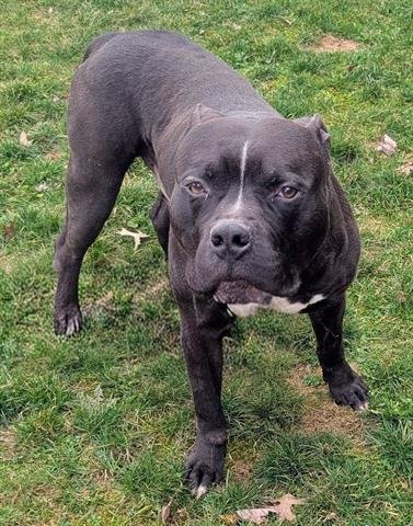 CAROB - American Staffordshire Terrier available for adoption