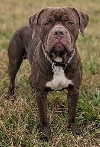 IDAHO - American Staffordshire Terrier available for adoption