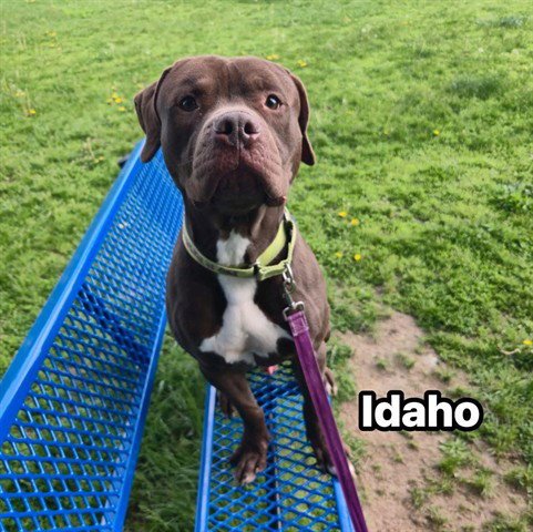 IDAHO - American Staffordshire Terrier for adoption in Akron