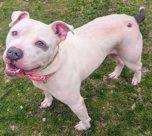 OSCAR - Pit Bull Terrier available for adoption