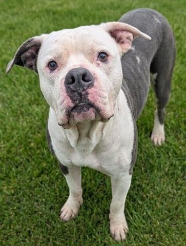 CUPCAKE - American Bulldog for adoption in Akron