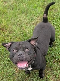 KONG - Photo 1