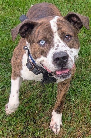 BOOMERANG - Pit Bull Terrier available for adoption