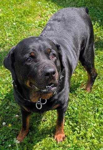 JUNIPER - Rottweiler available for adoption