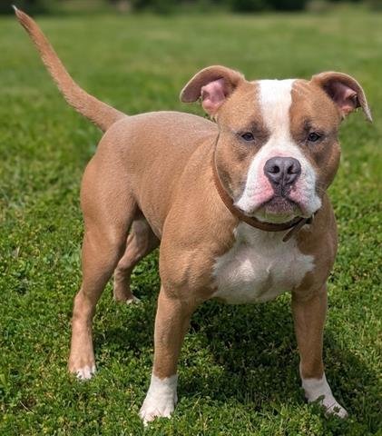 DILP - American Bulldog / Pit Bull Terrier for adoption in Akron