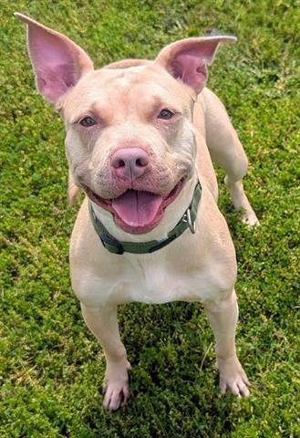JAZZ - Pit Bull Terrier available for adoption