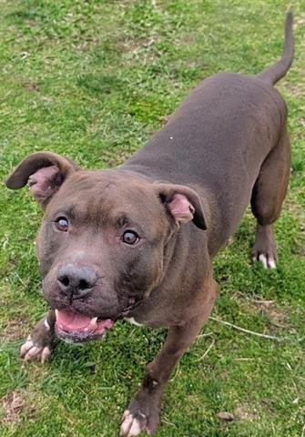 DUKE - Pit Bull Terrier available for adoption