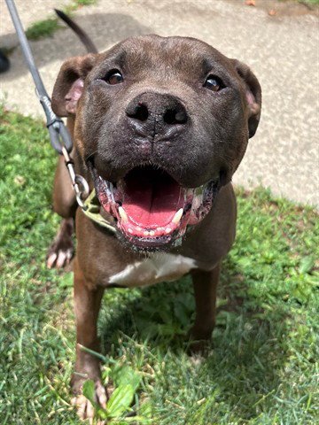 DUKE - Pit Bull Terrier for adoption in Akron