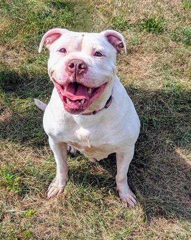 POLLY - American Bulldog available for adoption