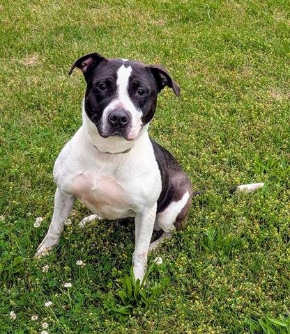 DORIS - American Staffordshire Terrier available for adoption