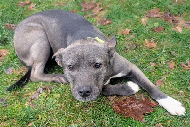 PAT - Pit Bull Terrier available for adoption