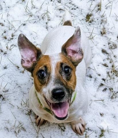 LOUISE - Jack Russell Terrier (Parson Russell Terrier) available for adoption