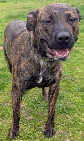 RAMBO - Pit Bull Terrier available for adoption