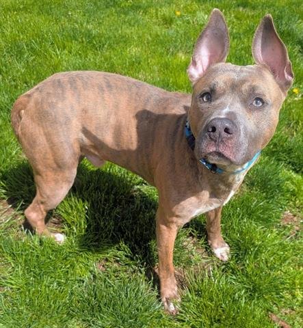 P BUTTER - Pit Bull Terrier available for adoption