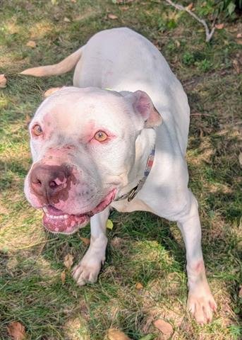 QUESO BLANCO - American Pit Bull Terrier available for adoption
