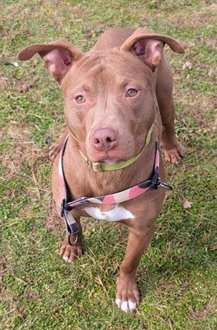 NEMO - Pit Bull Terrier available for adoption