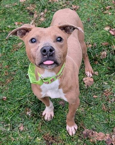TINY TIM - Pit Bull Terrier available for adoption