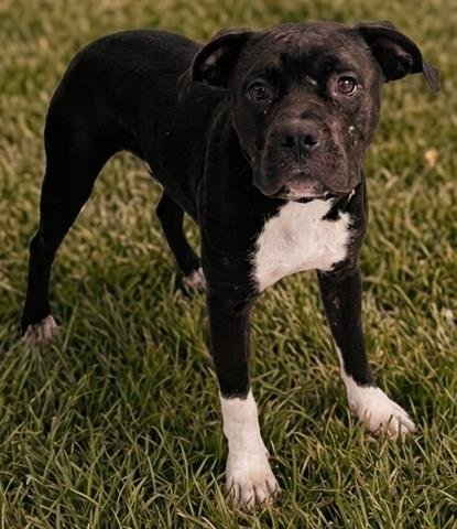 MEDUSA - Pit Bull Terrier available for adoption
