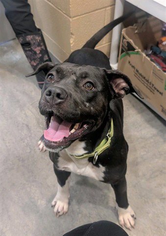 MEDUSA - Pit Bull Terrier for adoption in Akron