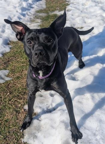 SUSIE - Pit Bull Terrier available for adoption