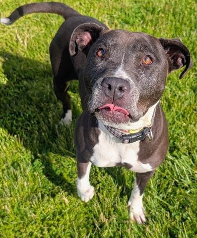 BONNIE - Pit Bull Terrier available for adoption