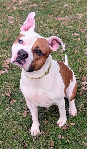 TOASTY - Staffordshire Bull Terrier available for adoption