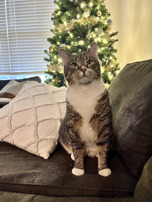 HOPPER - Domestic Short Hair for adoption in Columbus