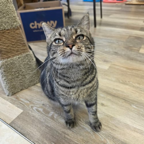 ROXIE - Domestic Short Hair available for adoption