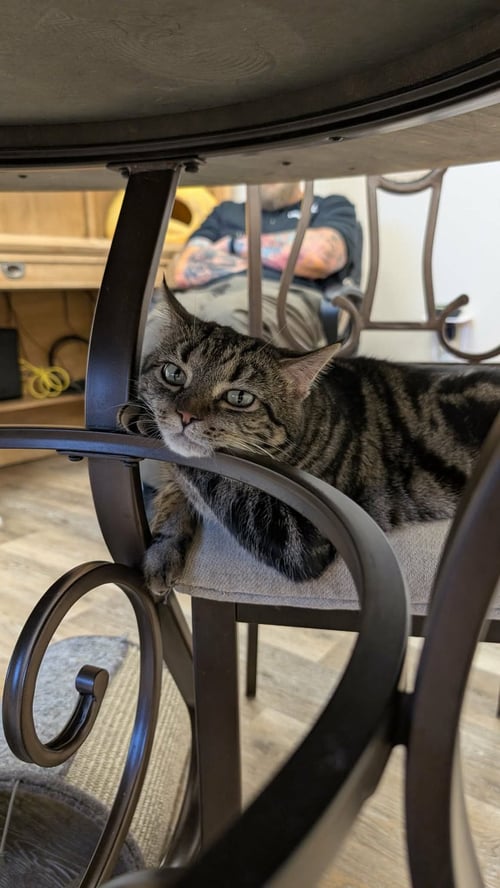 ROXIE - Domestic Short Hair available for adoption