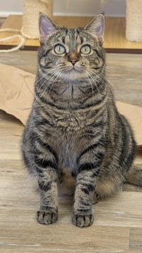 Roxie - Photo 3