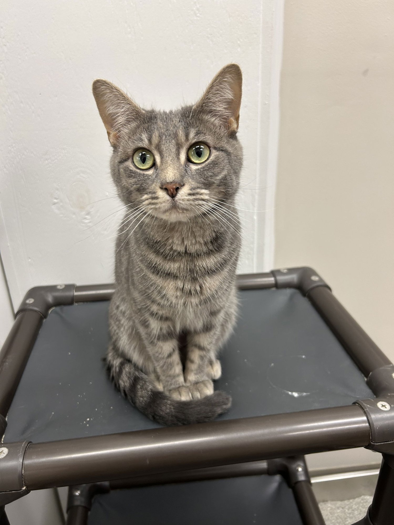 ELLIE - Domestic Short Hair available for adoption