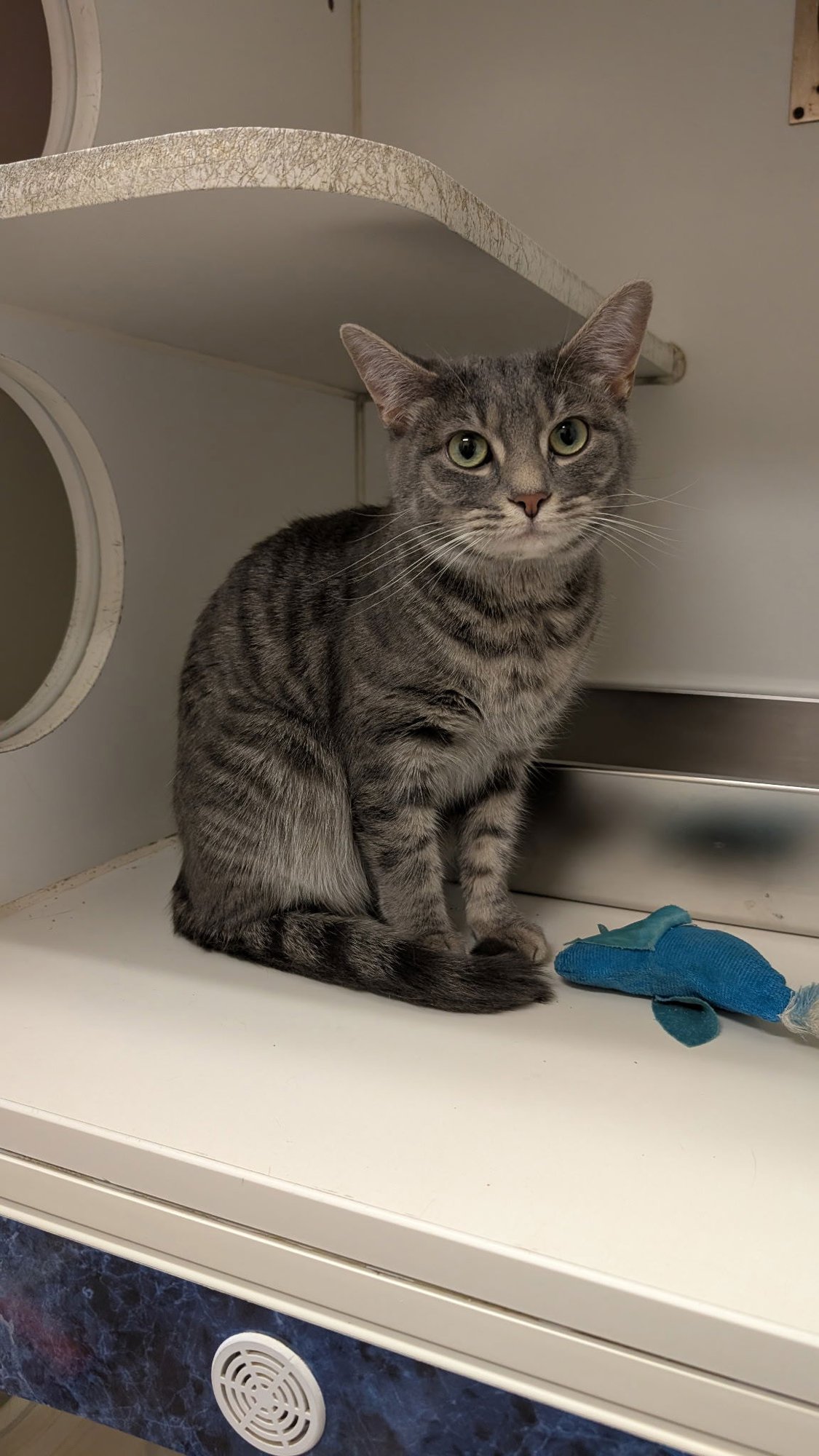 ELLIE - Domestic Short Hair available for adoption