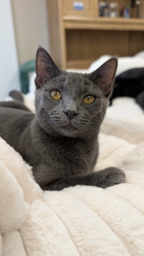 PENNY - Domestic Short Hair / Russian Blue available for adoption