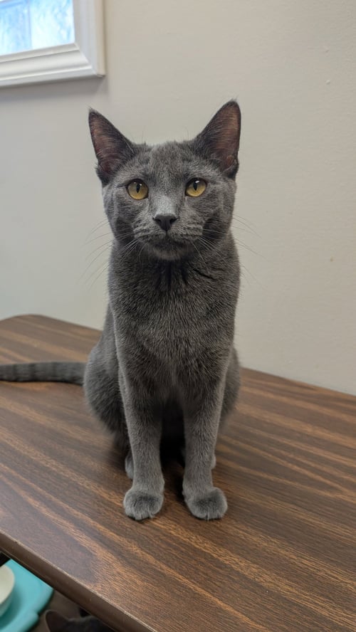 PENNY - Domestic Short Hair / Russian Blue available for adoption