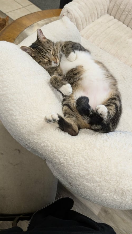 JERRY - Domestic Short Hair available for adoption