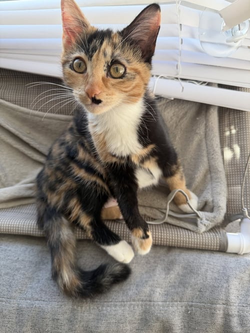 BUFFY - Tortoiseshell for adoption in Columbus