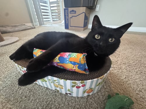MR. TUXY - Domestic Short Hair available for adoption